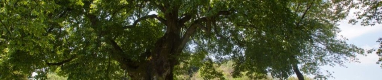 irgendwasirgendwas