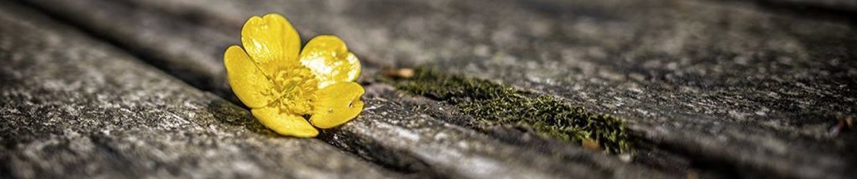 Yéka Pharoah Fanchone