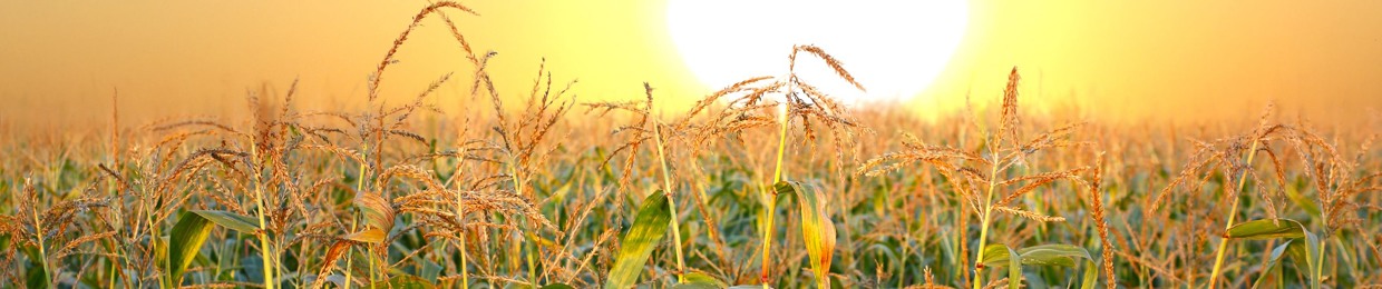 Barrooms and Telecasters