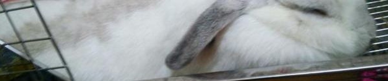 KV.S