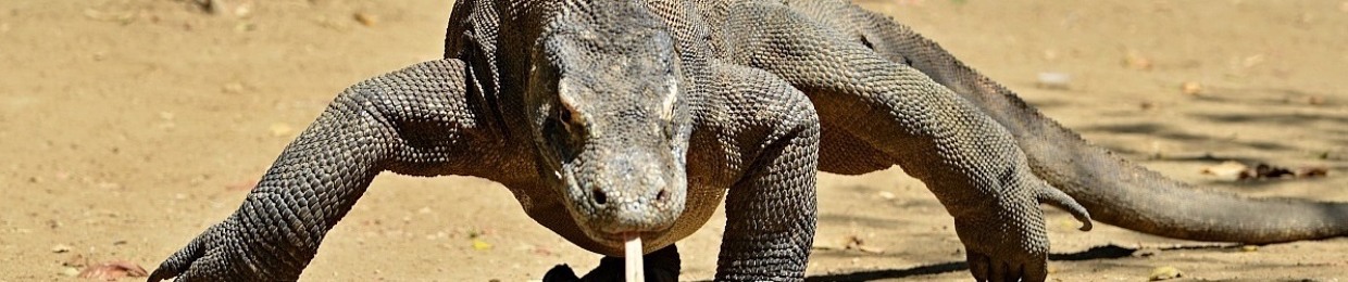 KoMoDo