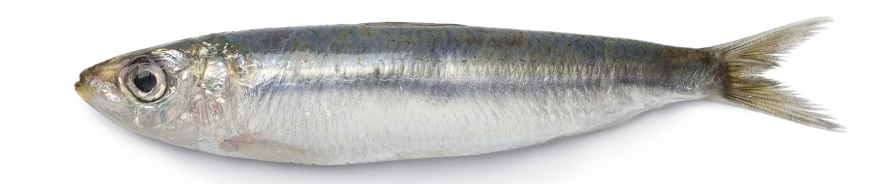 FranzTurtle