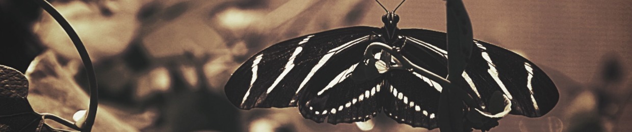 kaRAh Butterfly