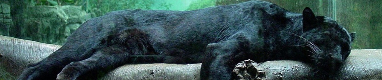 Dreaming Panthers