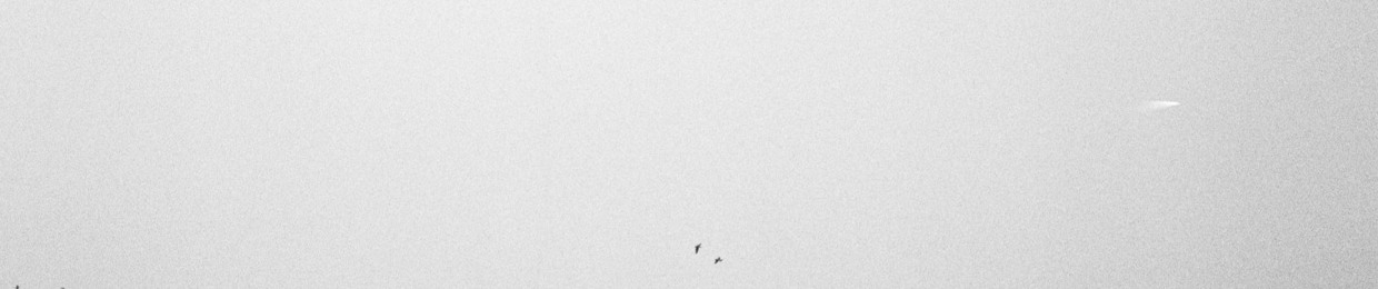 Parrot to the Moon
