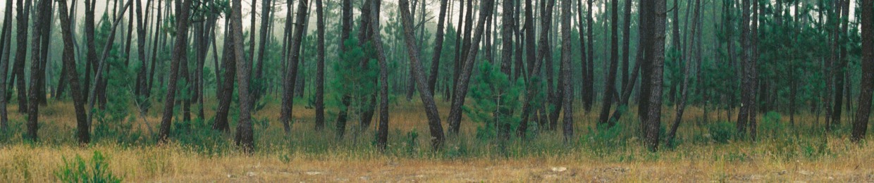 Bruno Croci