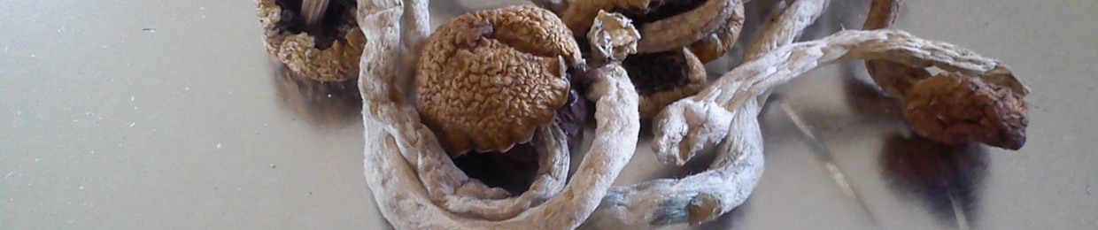 ♛ToastZumBrot0815ॐHRNSHN☂