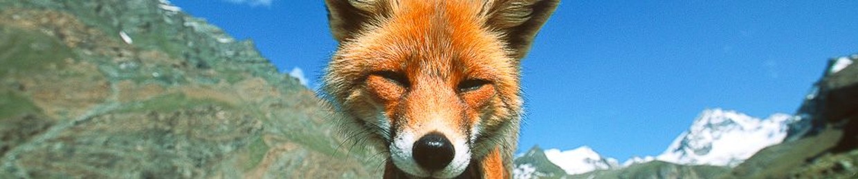 Mortimer the Fox