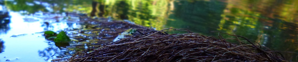 The Age of Digital Woods