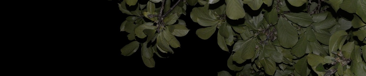 Christopher B. Schene