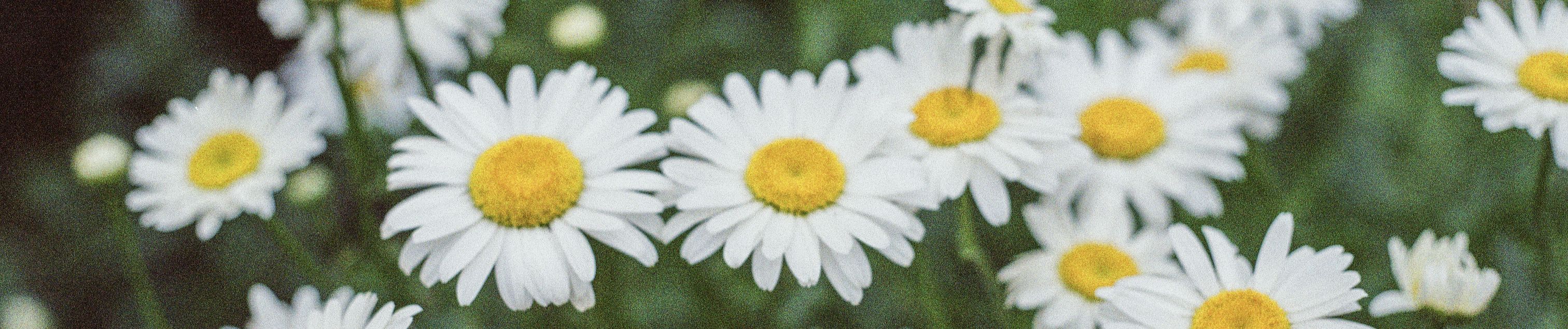 Download Simen Sez from soundcloud to mp3