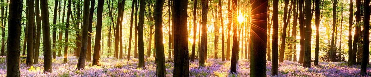 Infinite Bliss Experience