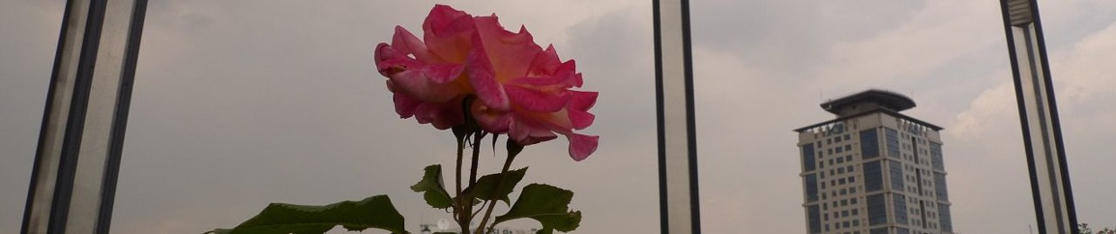 eman abdullah1