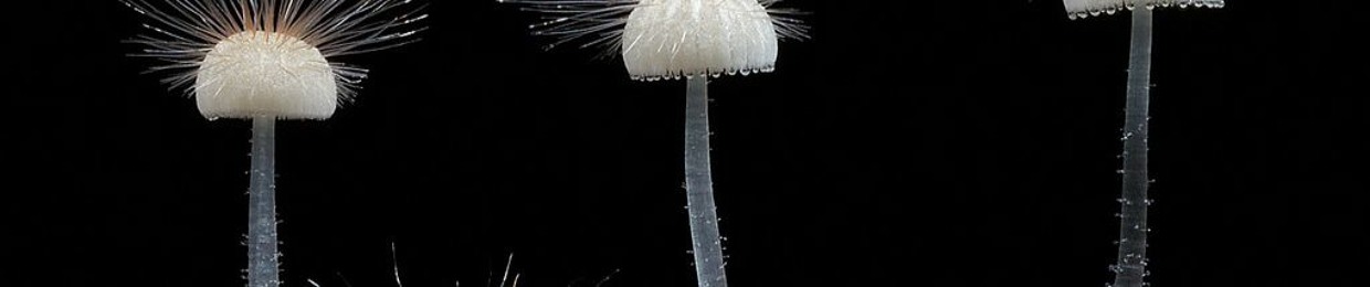 Epiterra