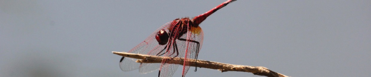 GooseBumpsFromTheMusic