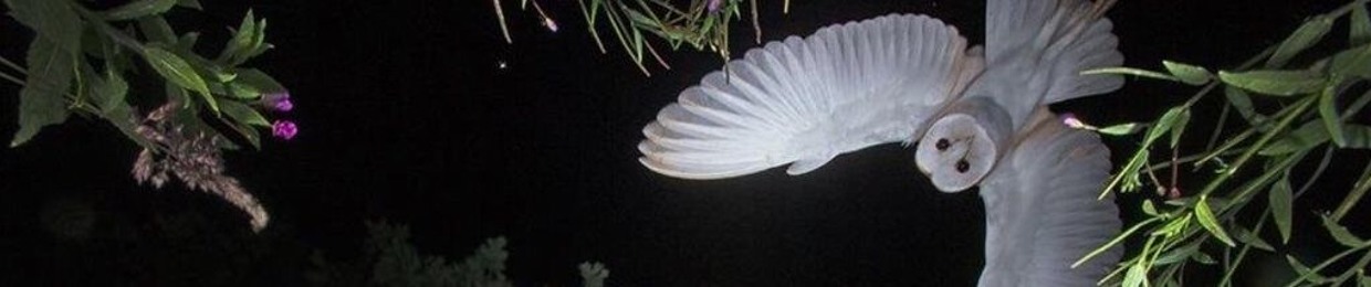 Chrisostemus