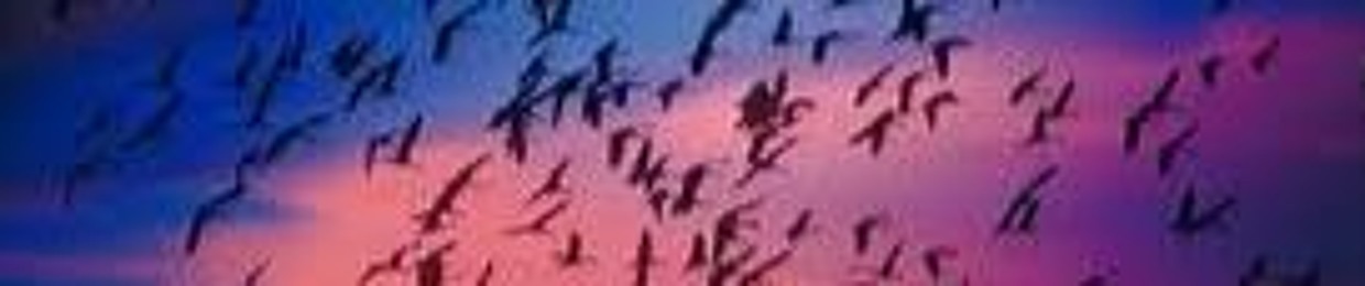 birddrop