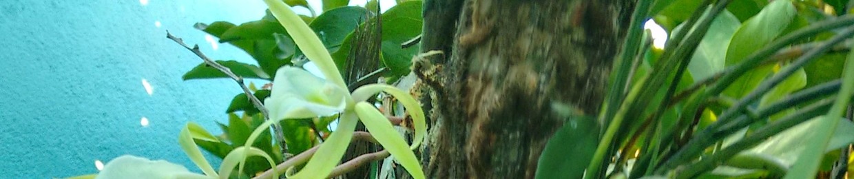 maragato