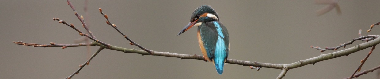 শাহাদাৎ হোসেন শামিম