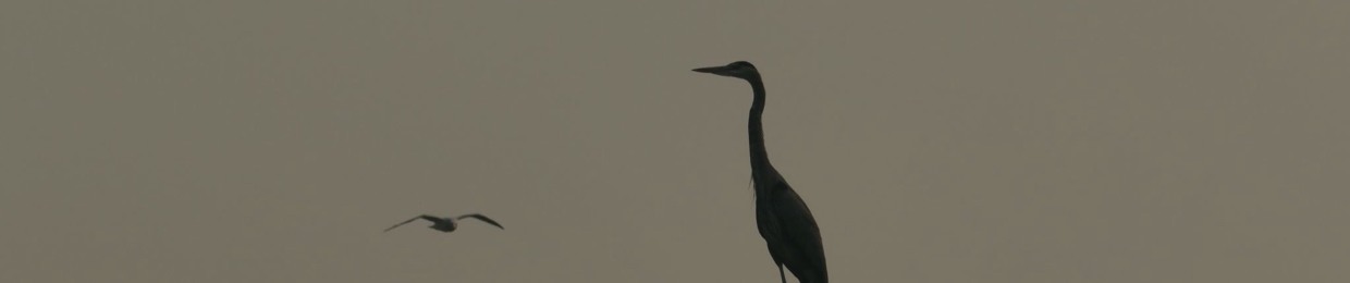 .:. Dej.y .:.