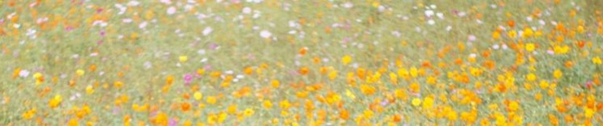 Fragile Flowers