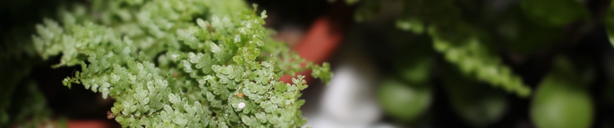 Matheus Masseron Sell