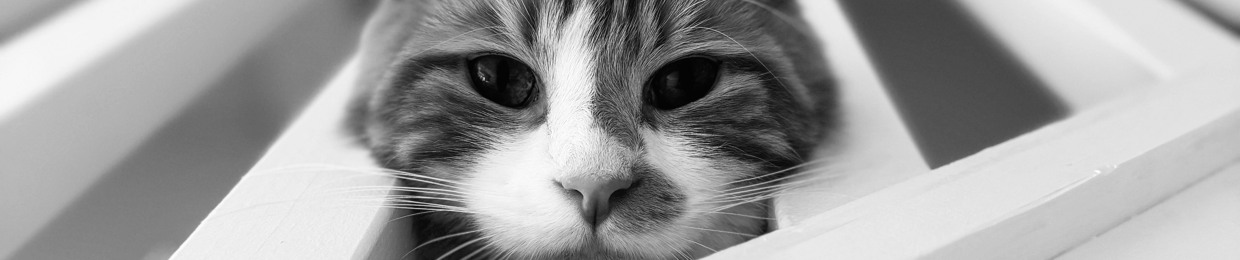 Catchi