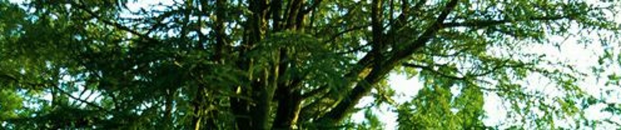 Atlas Cedar Reposts