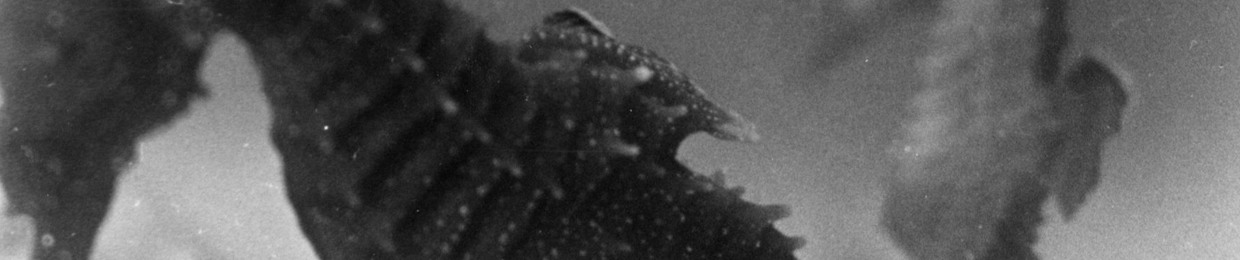 Sera Giorno (aka flavio maria)