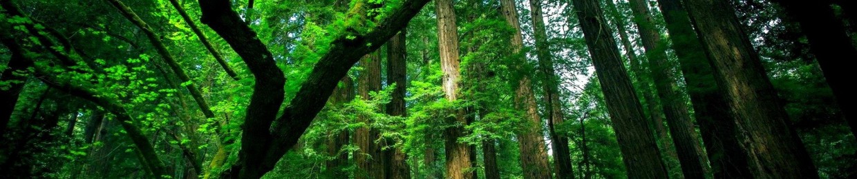 Kewin Forest