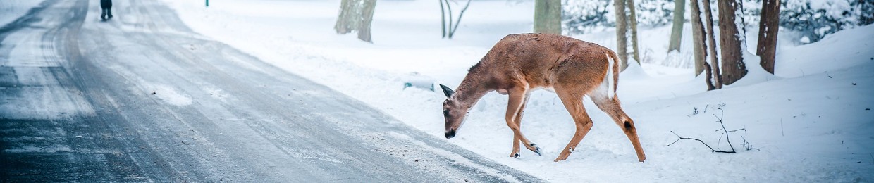 Phantom Jakk - Melbourne
