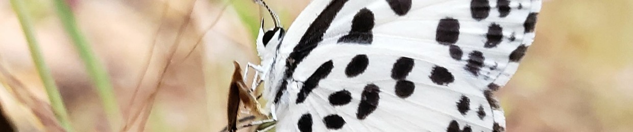 Alexander J