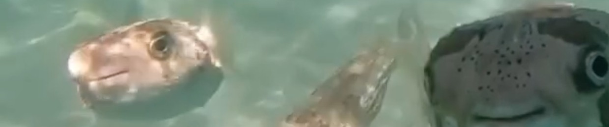 Joe el  Mar