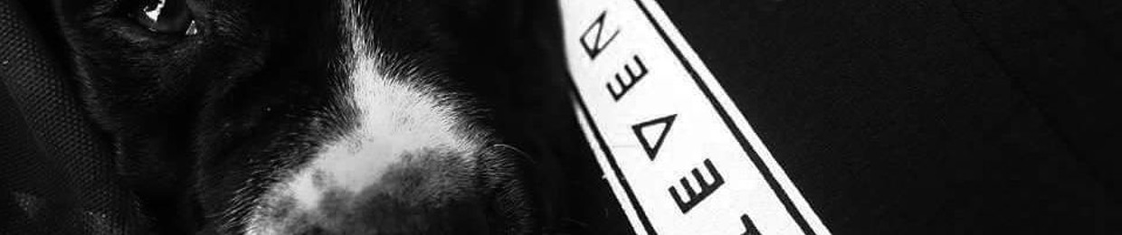 Andres Felipe Bass Animal