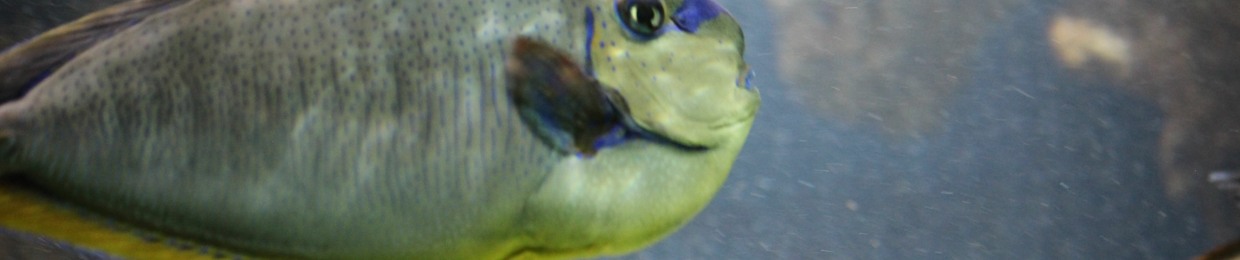 Erik Kumperscak Lüthy