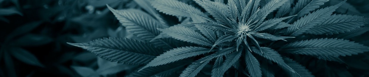 K- Wise    /    Kiefer Ftzsimmons