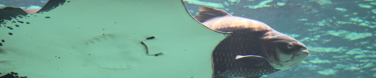 chryani