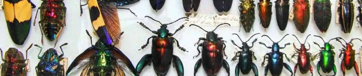 Various Bugs