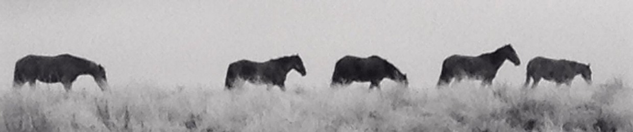 Toofless Sean Corkery