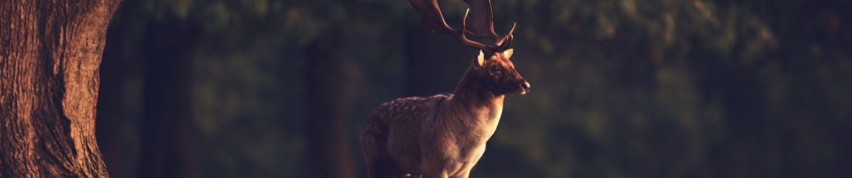 Moose