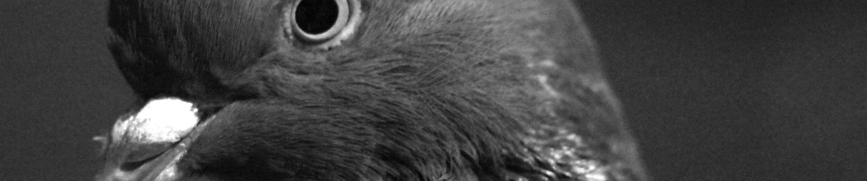 The AP06 aka. APOG (ADZi)