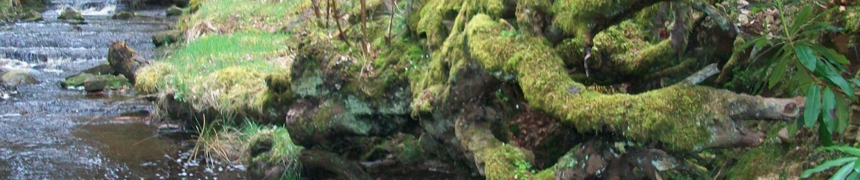 Steadfast Sylvatica