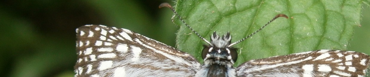 ciçu kekere eye