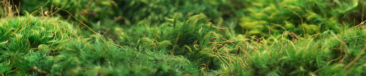 bryophyta