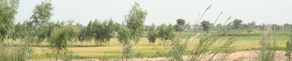 rashid67