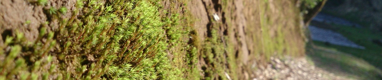 ii