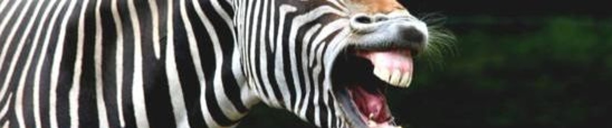 zebra_productions