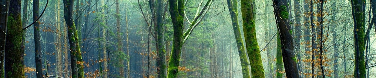 ZebrA Forest