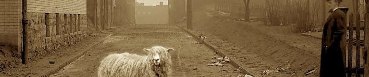 Yodelling Sheep