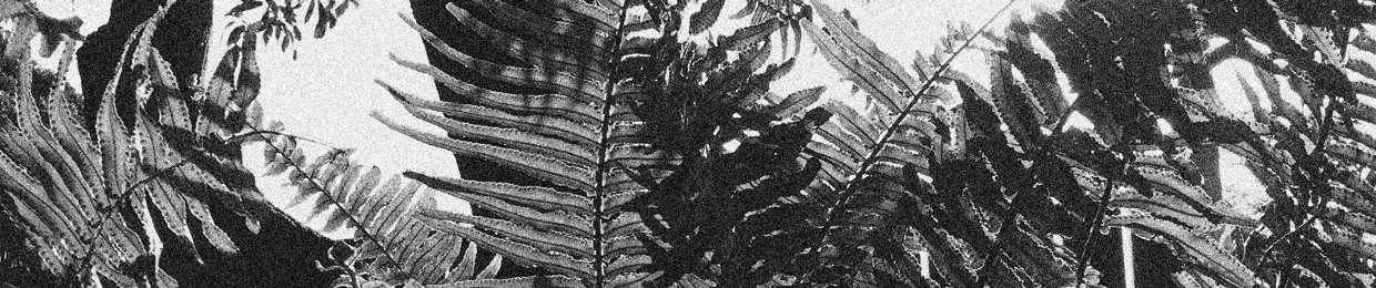 fern
